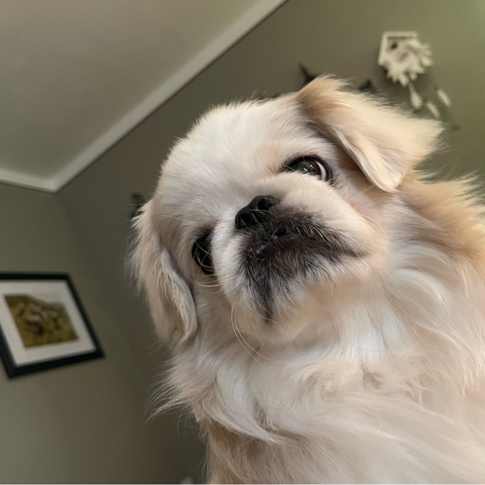 Meet your Posher, Tiena